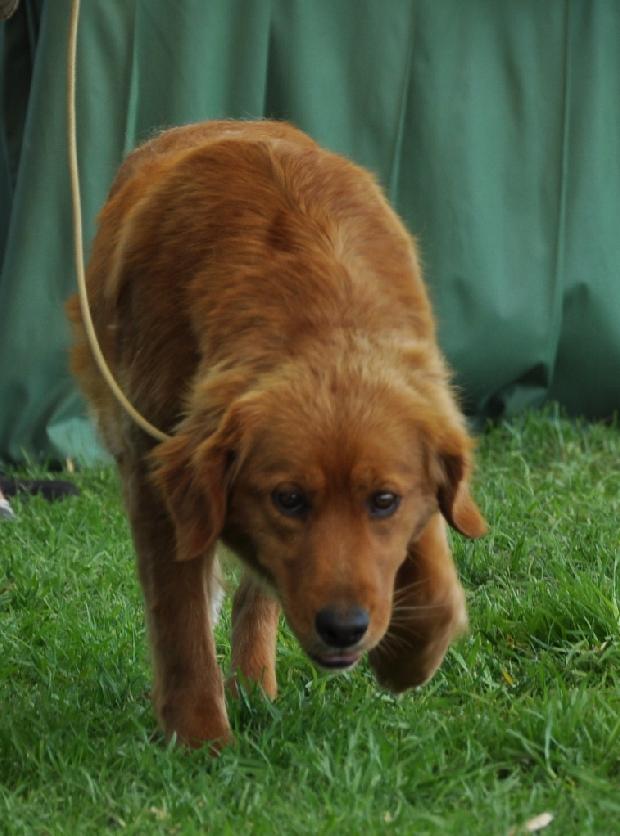 Nova Scotia Duck Tolling Retriever