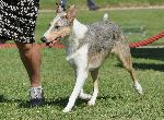 Cães