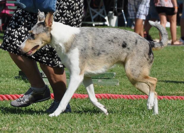 Collie de pêlo curto