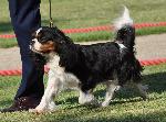 Cães
