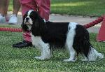 Cães