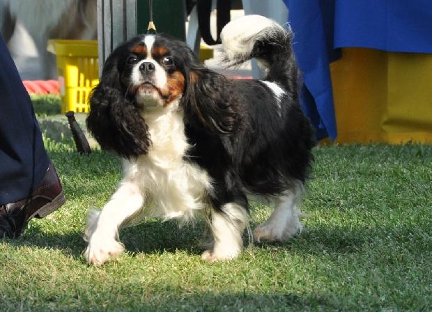 Cavalier King Charles
