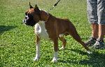 Cães