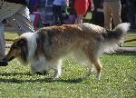Cães