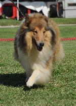 Cães