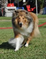 Cães