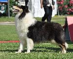 Cães