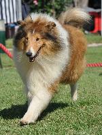 Cães