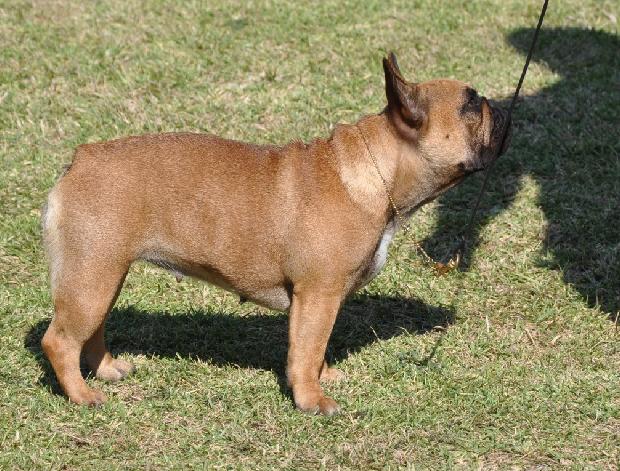 Bouledogue Francês