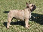 Cães