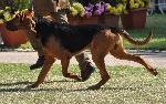 Cães