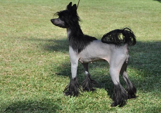 Chinese Crested Dog