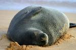 Animais selvagens