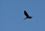 Aves