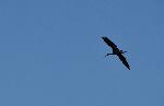 Aves