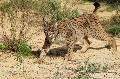 Lince-Ibérico