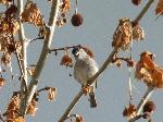 Aves