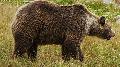 Urso