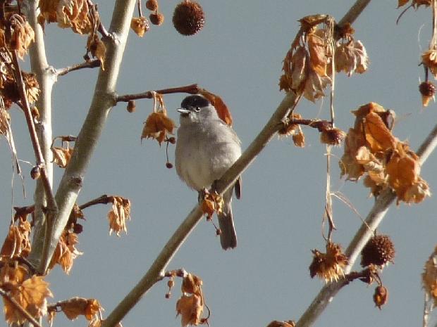 Toutinegra-de-barrete-preto