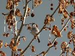 Aves