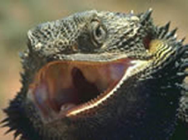 Iguana