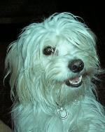 Cães