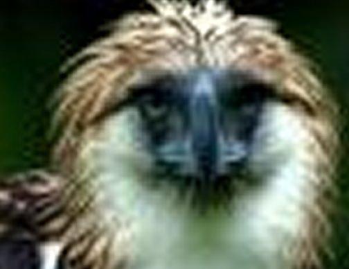 Águia-das-filipinas