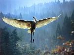 Aves