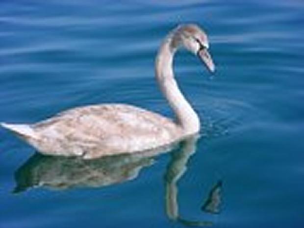 Cisne