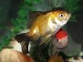 Peixes
