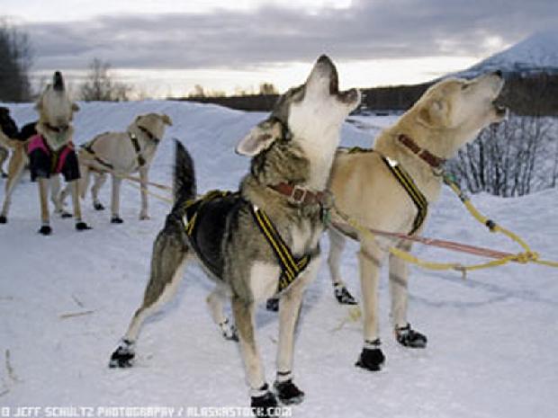 Mushing