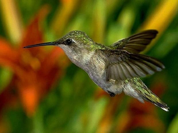 Colibri
