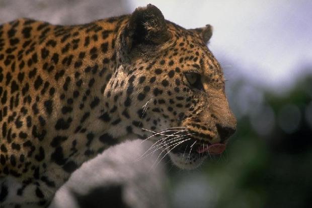 Leopardo