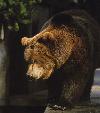 Urso-pardo <i>(Ursus arctus)</i>