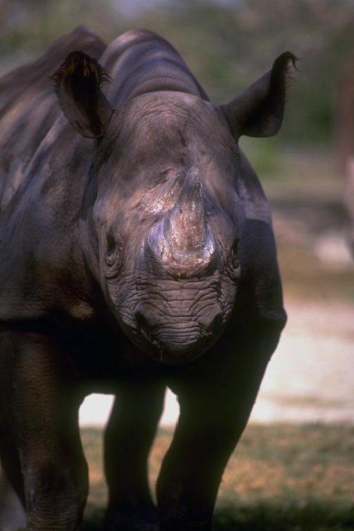 Rinoceronte