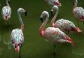 Flamingos