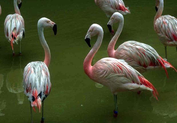 Flamingos