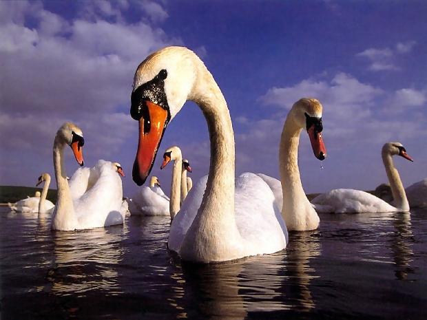 Cisnes