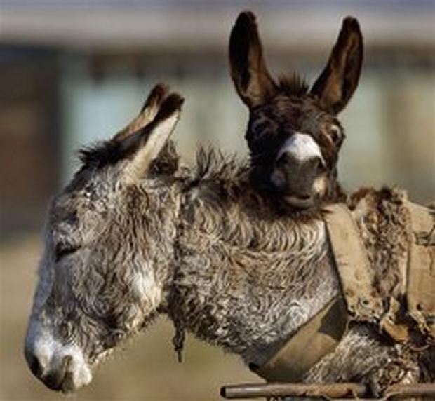Burros