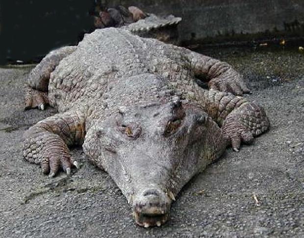Crocodilo-africano-focinho-comprido