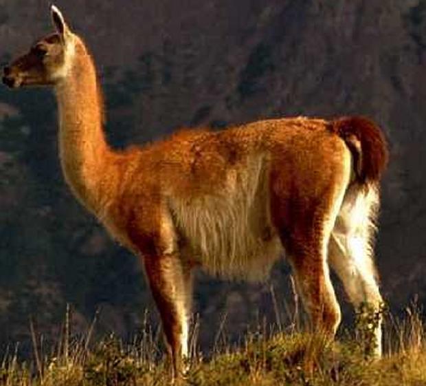 Guanaco