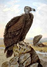 Aves