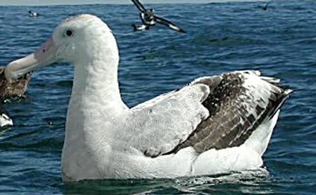 Albatroz viageiro