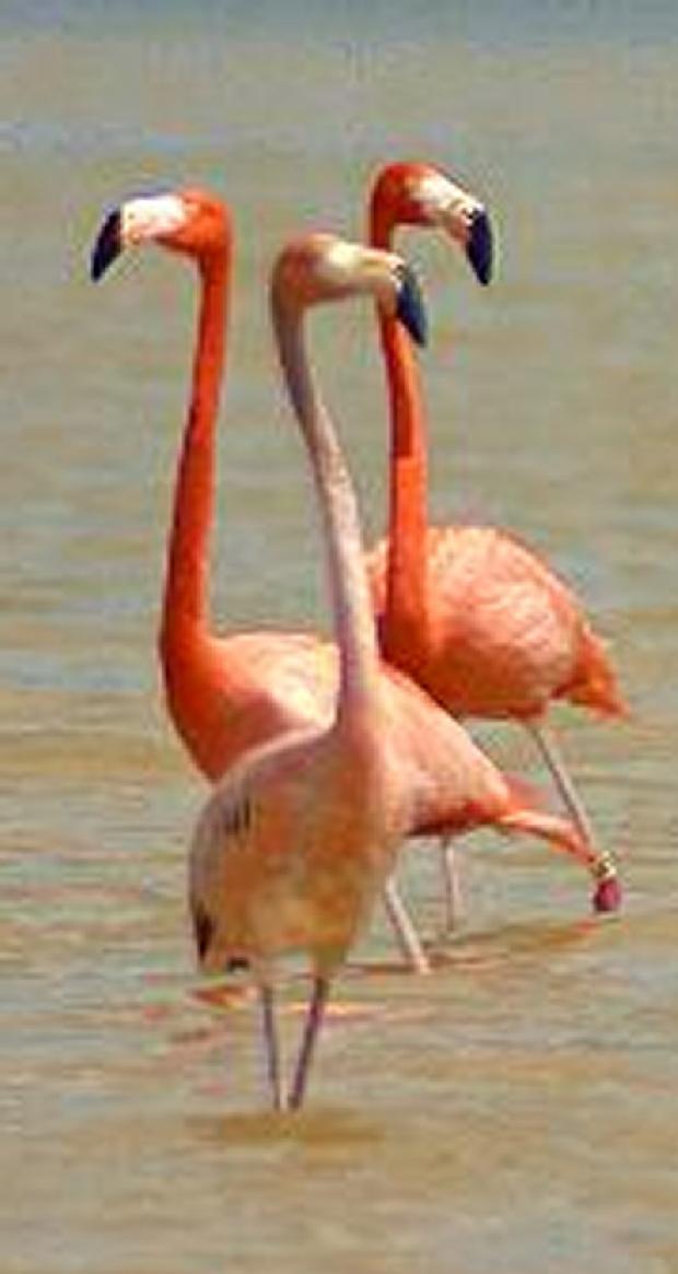 Flamingos