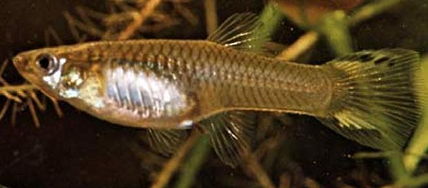 Fêmea guppy