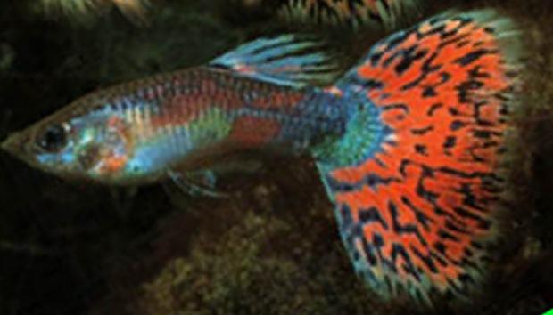 Guppy
