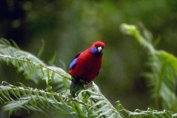 Rosella