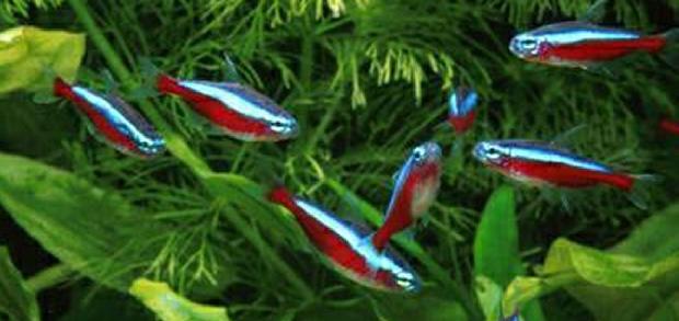 Tetra cardinal