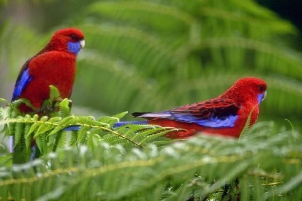 Rosellas