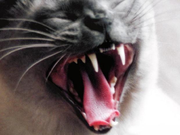 Gato dentição
